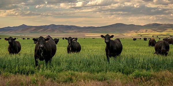 Pasture full of cows eating grass