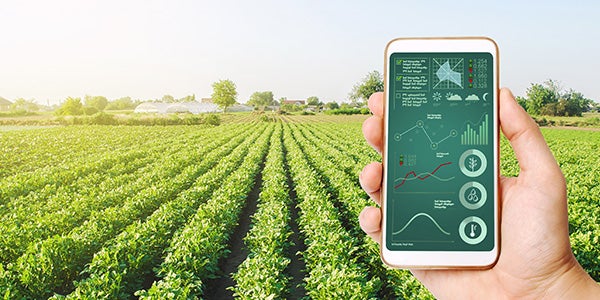 Person holding phone reviewing sustainability metrics in front of crops
